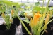 Photo of squash plants growing in greenhouse