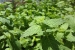 Photo of mint plants growing in green house
