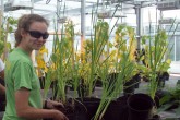 Photo of team leader Isabel Enerson tending to plants in the greenhouse