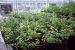 Photo of WaterShed's edible garden plants in the greenhouse