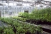 Photo of produce growing in the greenhouse